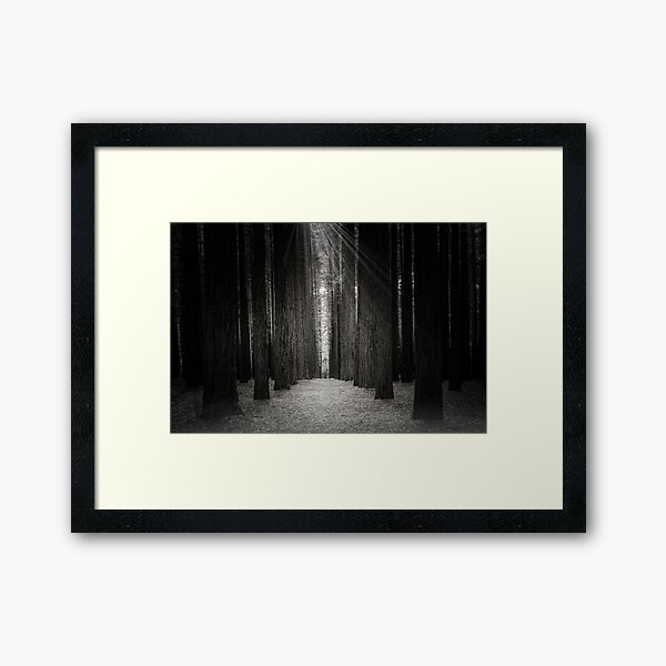 Item preview, Redwood Forest (B&W), Warburton, Victoria, Australia designed and sold by Scott Harty.