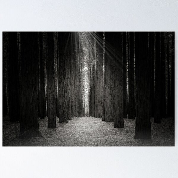 Item preview, Redwood Forest (B&W), Warburton, Victoria, Australia designed and sold by Scott Harty.