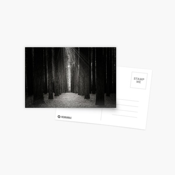 Item preview, Redwood Forest (B&W), Warburton, Victoria, Australia designed and sold by Scott Harty.