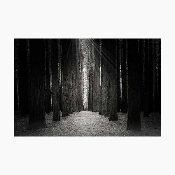 Item preview, Redwood Forest (B&W), Warburton, Victoria, Australia designed and sold by Scott Harty.