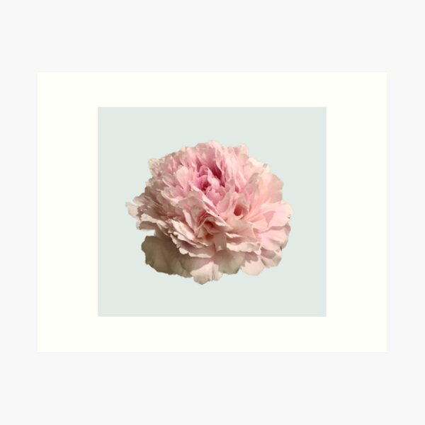 Item preview, Pale Pink Peony on Pale Aqua Background designed and sold by InalterataArt.