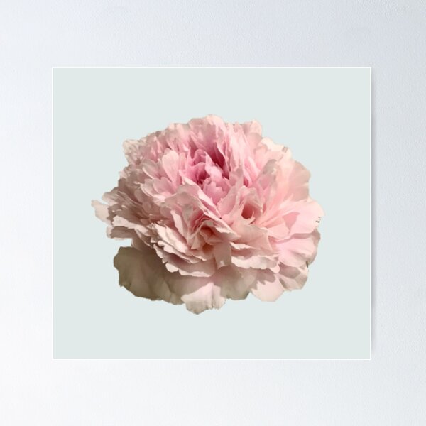 Item preview, Pale Pink Peony on Pale Aqua Background designed and sold by InalterataArt.