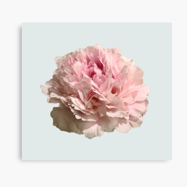 Item preview, Pale Pink Peony on Pale Aqua Background designed and sold by InalterataArt.