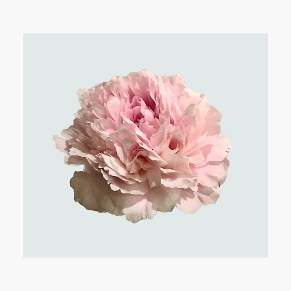 Item preview, Pale Pink Peony on Pale Aqua Background designed and sold by InalterataArt.