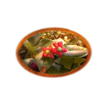 Artwork thumbnail, Twin Red Ochna Serrulata Flowers with Golden Brown Framing by AheraRoses