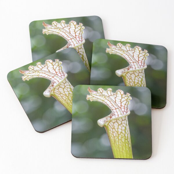 Item preview, White Pitcher Plant (Sarracenia leucophylla) designed and sold by Trent Townsend.