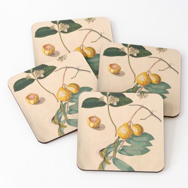 Item preview, Vintage fruit illustration - Gualaba foliorum designed and sold by Gardenlibrary.