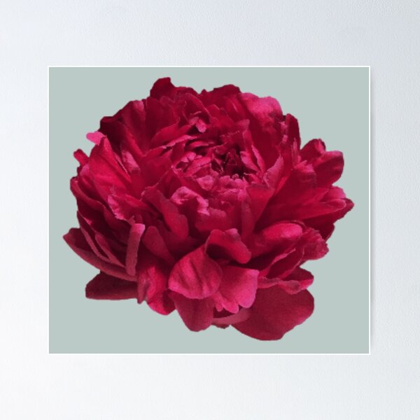 Item preview, Scarlet Red Peony Close-up  designed and sold by InalterataArt.