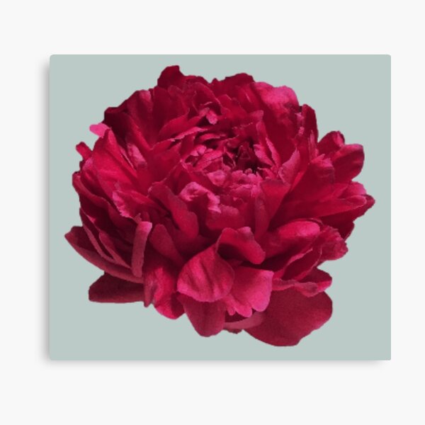 Item preview, Scarlet Red Peony Close-up  designed and sold by InalterataArt.