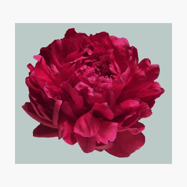 Item preview, Scarlet Red Peony Close-up  designed and sold by InalterataArt.
