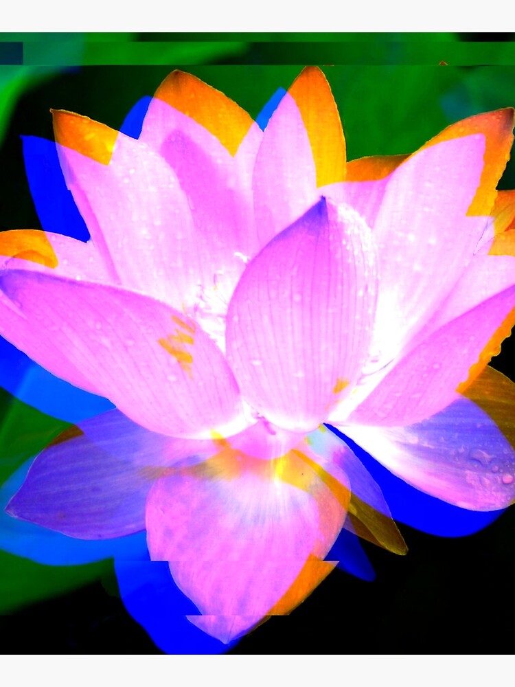 Thumbnail 6 of 6, Mounted Print, Lovely Lotus designed and sold by April Dowling.