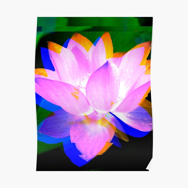 Lovely Lotus Poster