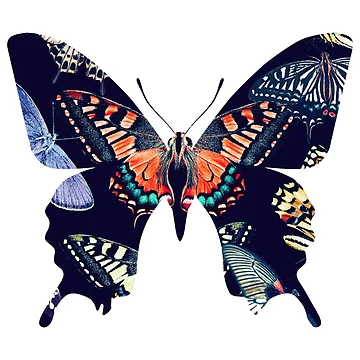 Aperçu de l'œuvre Butterflys inside butterfly de Patternsonly