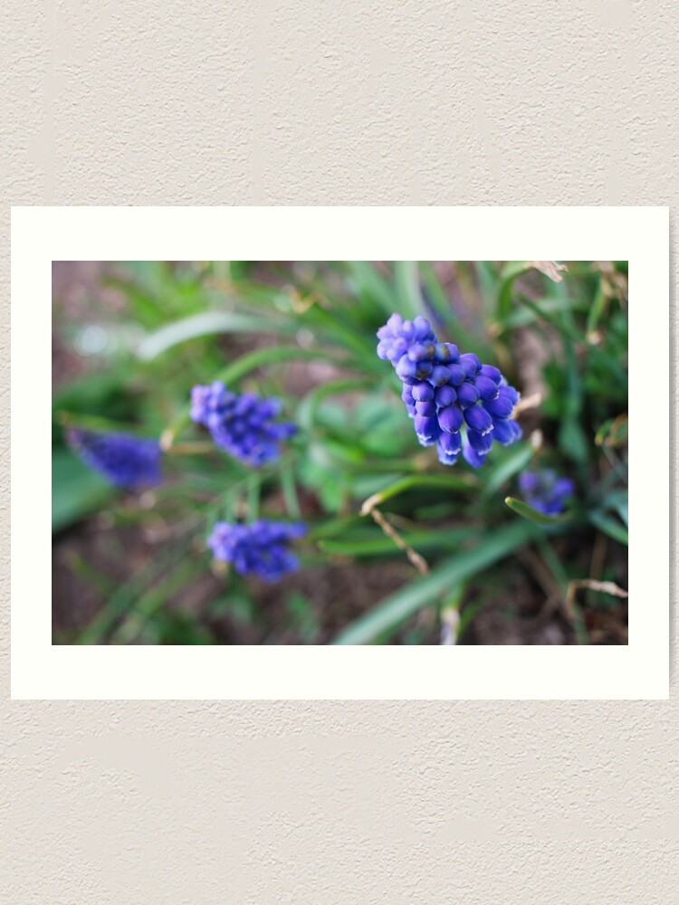 Thumbnail 1 of 3, Art Print, Violet Ruffles designed and sold by MidnightRose77.