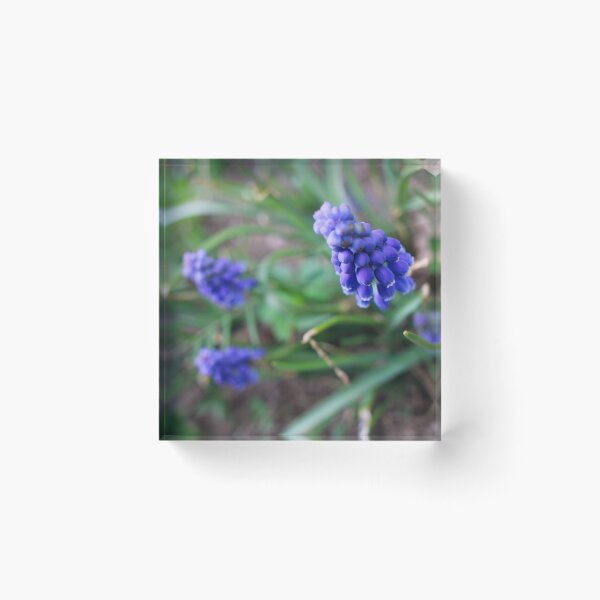 Item preview, Violet Ruffles designed and sold by Middy's Art.