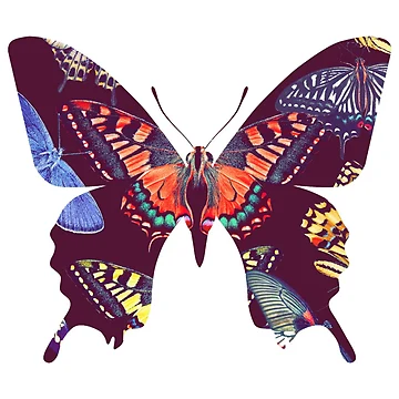Aperçu de l'œuvre Colourful Butterflys inside butterfly de Patternsonly