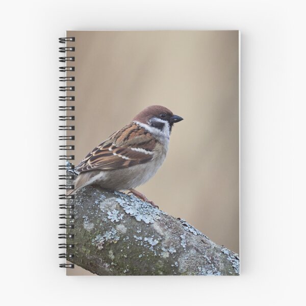 Item preview, The soft backlight. Eurasian tree sparrow designed and sold by Jouko Lehto Photography.