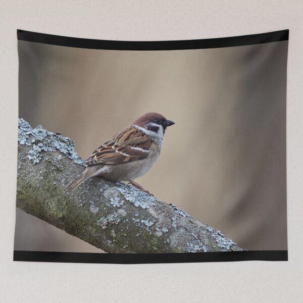 Item preview, The soft backlight. Eurasian tree sparrow designed and sold by Jouko Lehto Photography.