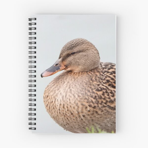 Item preview, A Beautiful Female Mallard Duck designed and sold by Karen Thomson.