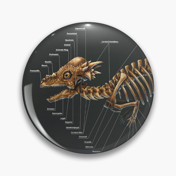 Item preview, Pachycephalosaurus Wyomingensis Study designed and sold by Thedragonofdoom.