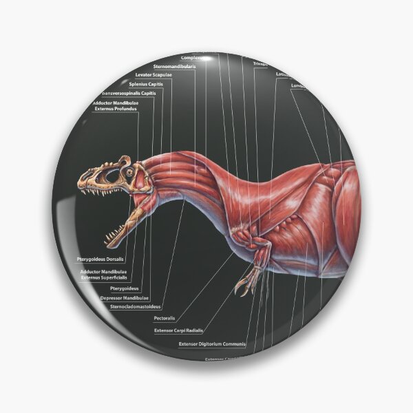 Item preview, Allosaurus Fragilis Muscle Study designed and sold by Thedragonofdoom.