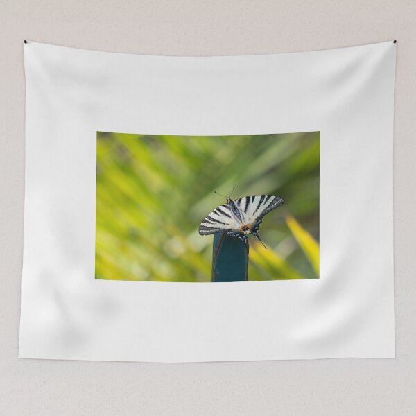 Item preview, Scarce swallowtaul butterfly designed and sold by pietrofoto.