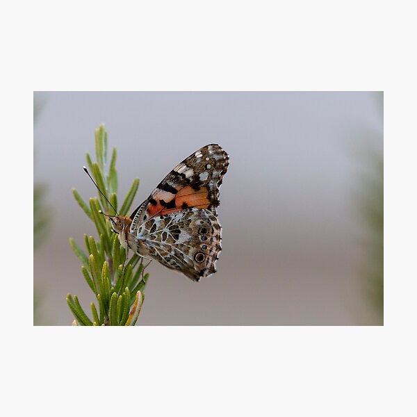 Painted lady butterfly Photographic Print