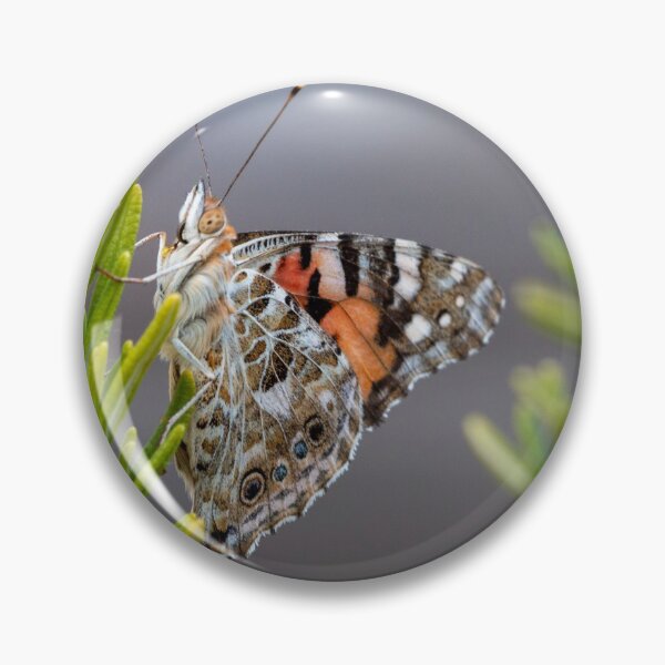 Item preview, Painted lady butterfly designed and sold by pietrofoto.