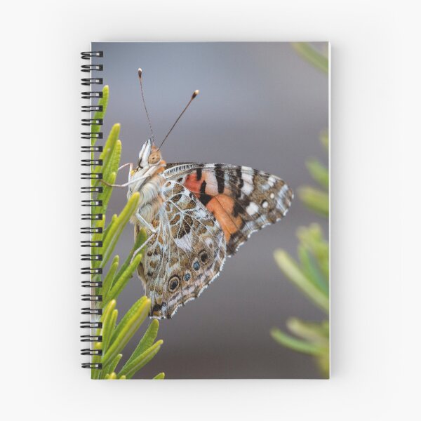 Item preview, Painted lady butterfly designed and sold by pietrofoto.