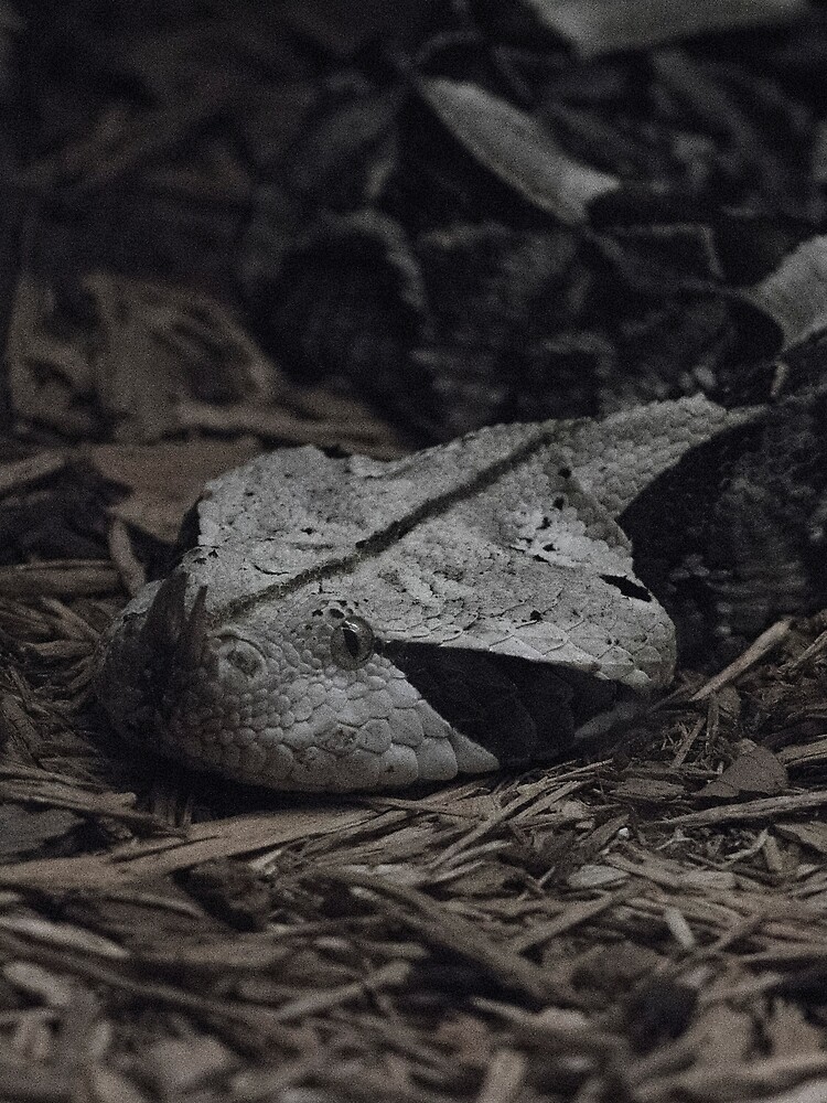 gaboon viper shirt