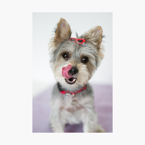 Yummy! Photographic Print