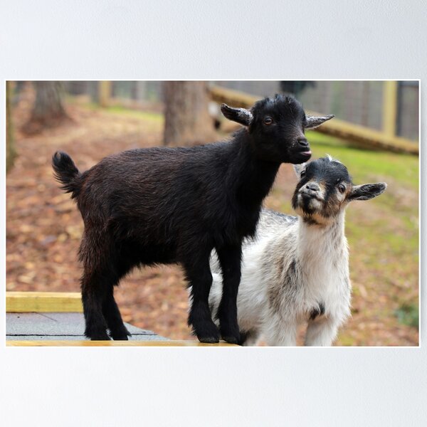 Item preview, Goat Pair designed and sold by StampCity.