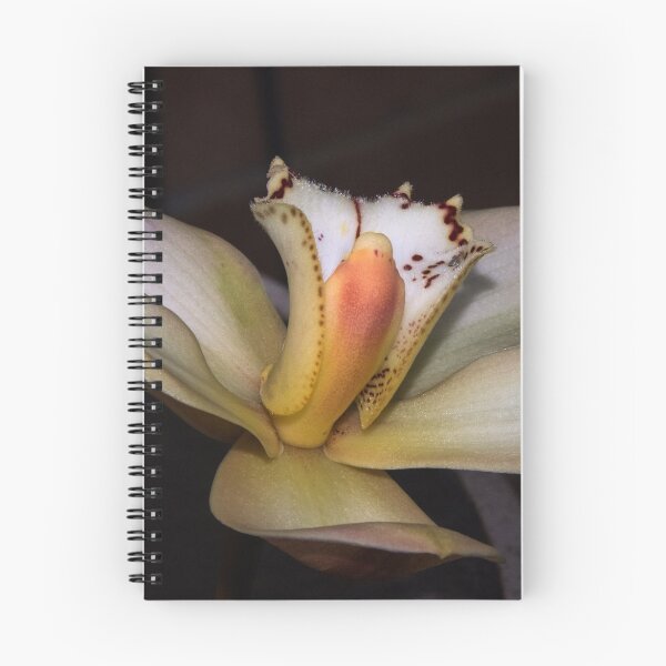 Item preview, Orchid Leith Park Victoria 20160520 6982  designed and sold by Fred Mitchell.