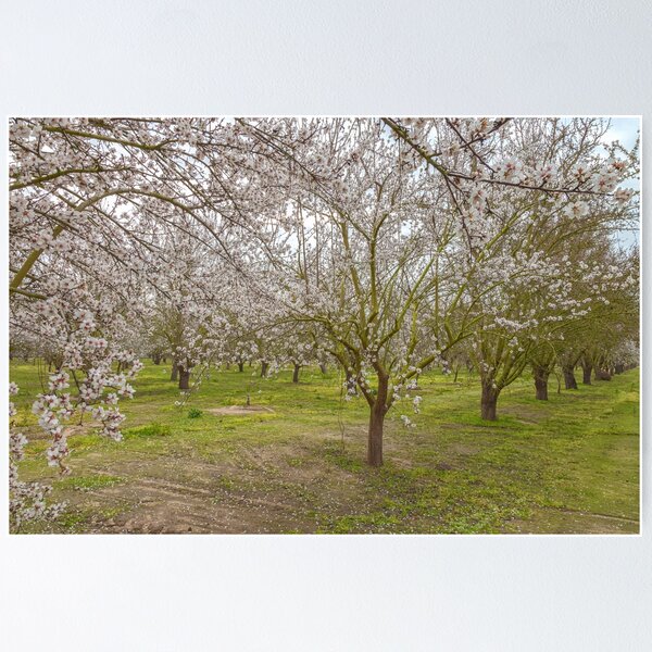 Item preview, Almond Blossoms designed and sold by jvnimages.