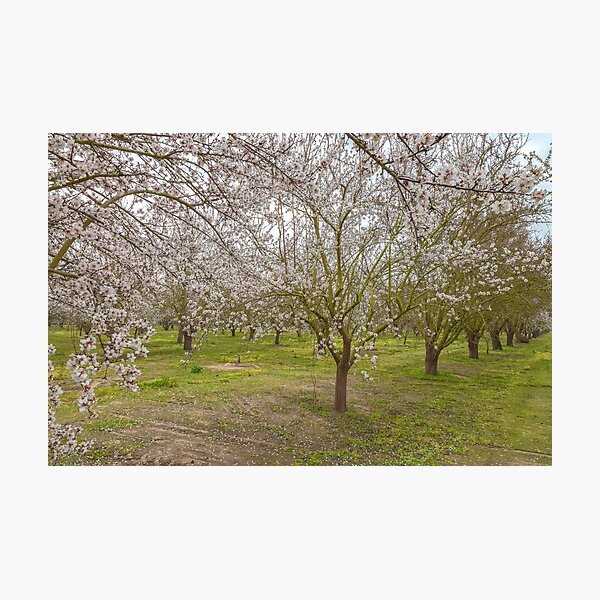 Item preview, Almond Blossoms designed and sold by jvnimages.