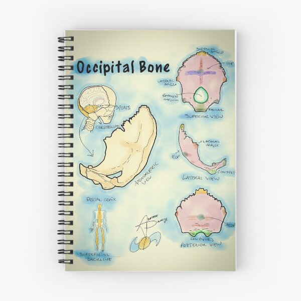 Item preview, Occipital Bone designed and sold by AdaptablePolar.