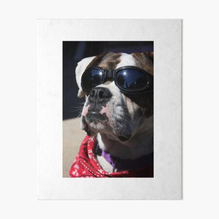 Halskette und Zigarette Französische Bulldogge Hund mit Brille 