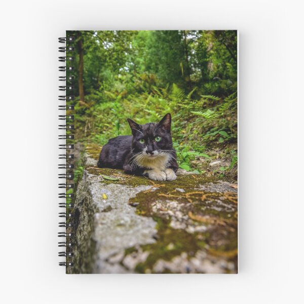 Item preview, Black cat designed and sold by Zs Photo.