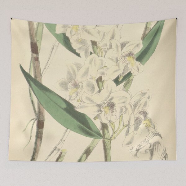 Item preview, Dendrobium lasioglossum designed and sold by EsotericBotanic.