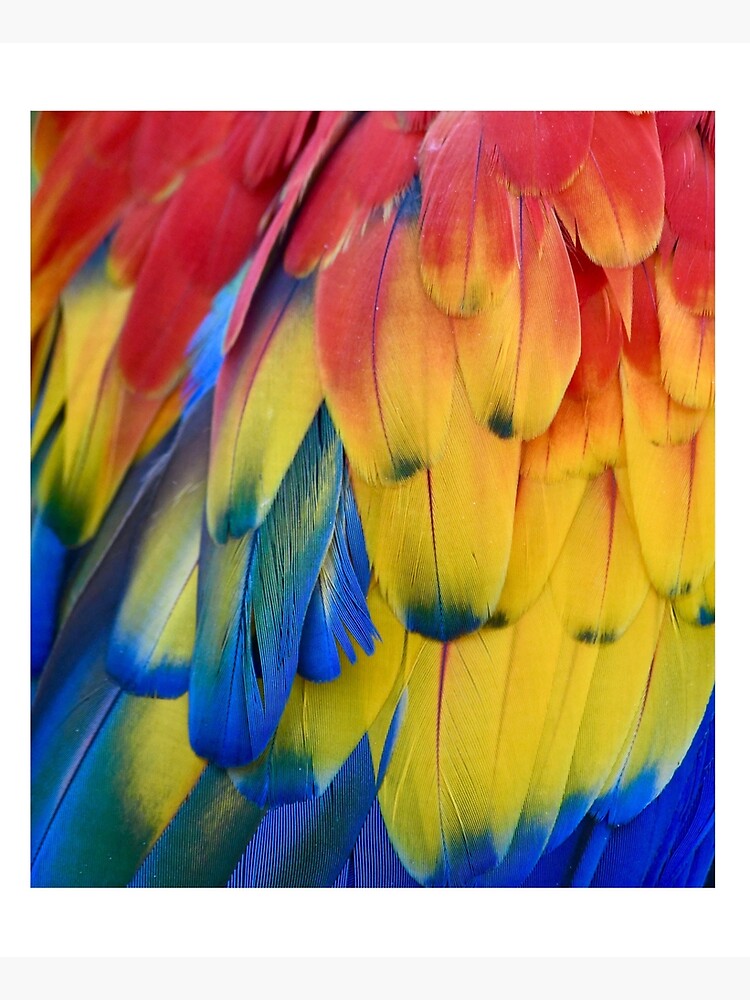 Closeup Colorful Parrot Feathers by richardbryce