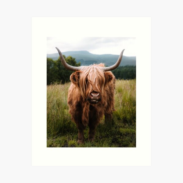 Item preview, Wooly Cow – Scottish Highland Cattle in Scotland designed and sold by regnumsaturni.