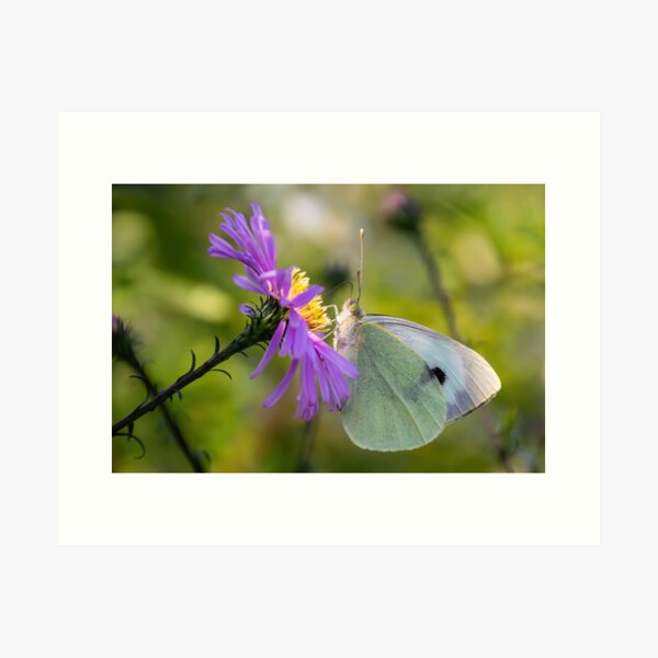 White butterfly on a purple flower Art Print