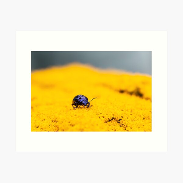 Blue bug in yellow Art Print
