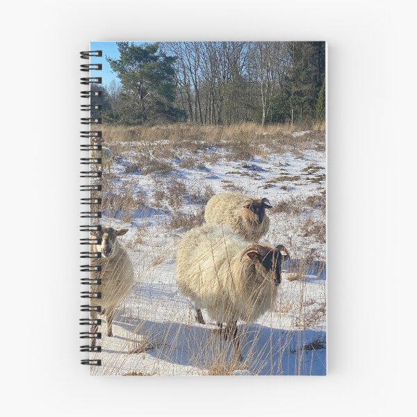 Item preview, Group of horned sheep in the snow on the heath in The Netherlands designed and sold by Photopat.