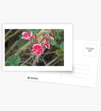 Geranium Postcards