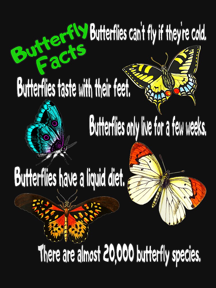 Butterflies Lovers