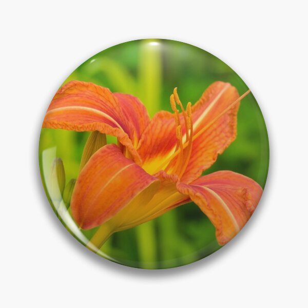 Item preview, Orange Daylily designed and sold by jojobob.