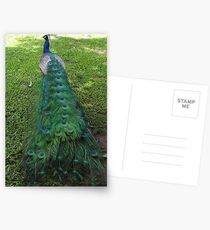 Peacock Postcards