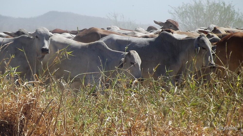 "Droving Brahman cattle" by Lillydale1 | Redbubble