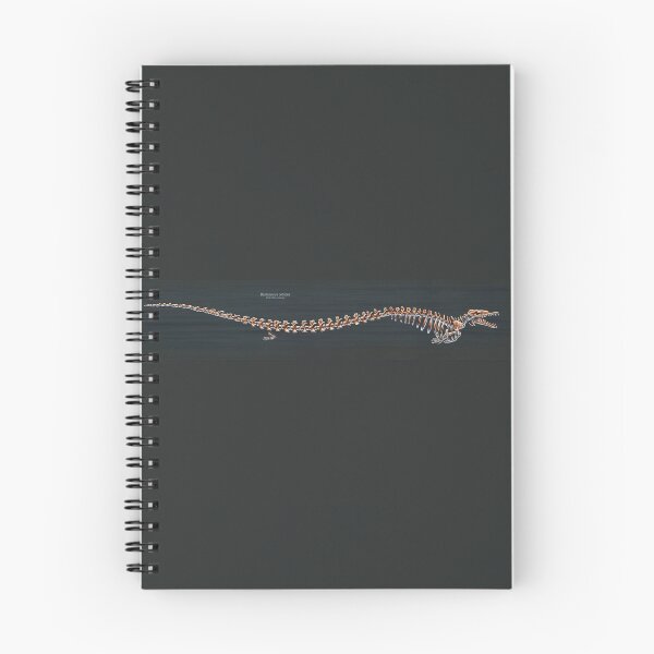 Item preview, Basilosaurus Cetoides Skeletal Study designed and sold by Thedragonofdoom.